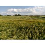 用户照片 Nokia 3 Dual SIM