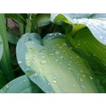 用户照片 Nokia 3 Dual SIM