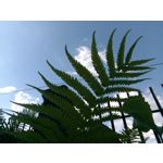 用户照片 Nokia 3 Dual SIM