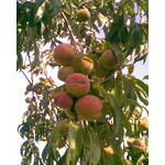 PICTURES FROM THIS PHONE