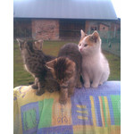 PHOTOS FAITES AVEC CE SMARTPHONE