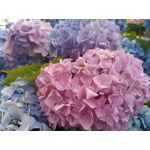 PICTURES FROM THIS PHONE