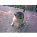 IMAGENS DESTE TELEFONE