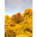 來自這款手機的圖片