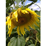 PICTURES FROM THIS PHONE