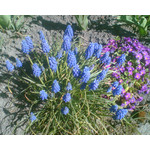 来自这款手机的图片