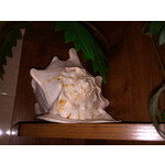 IMAGENS DESTE TELEFONE