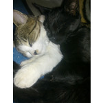 FOTO'S VAN DEZE TELEFOON