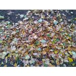 Pictures by this phone Nokia 7.1 Dual SIM