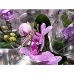 Pictures by this phone Nokia 7.1 Dual SIM