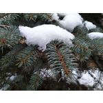 Pictures by this phone Nokia 7.1 Dual SIM