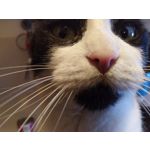 Pictures by this phone Nokia 7.1 Dual SIM