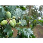 Pictures by this phone Nokia 7 Plus