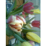 來自這款手機的圖片