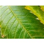 Фотографии пользователя Nokia 8.3 5G Dual SIM Фотографии пользователя Nokia 8.3 5G Dual SIM