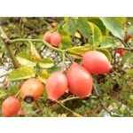 Фотографии пользователя Nokia 8.3 5G Dual SIM Фотографии пользователя Nokia 8.3 5G Dual SIM