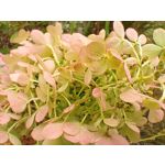 Фотографии пользователя Nokia 8.3 5G Dual SIM Фотографии пользователя Nokia 8.3 5G Dual SIM