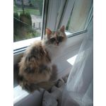 FOTO'S VAN DEZE TELEFOON