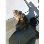 LAS FOTOS HECHAS CON ESTE TELÉFONO