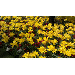 用户照片 Nokia C7