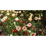 用户照片 Nokia C7