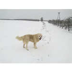 PICTURES FROM THIS PHONE