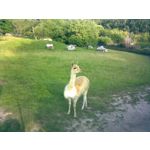 PICTURES FROM THIS PHONE