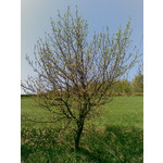 来自这款手机的图片