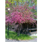 PICTURES FROM THIS PHONE