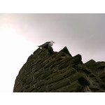 PICTURES FROM THIS PHONE