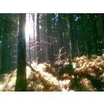 PHOTOS FAITES AVEC CE SMARTPHONE