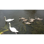 PICTURES FROM THIS PHONE