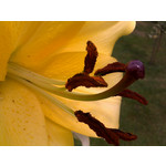 Fotos de usuários Nokia E71