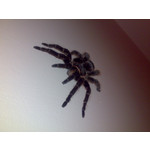 來自這款手機的圖片