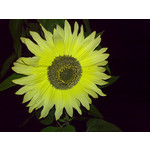 來自這款手機的圖片