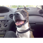 來自這款手機的圖片