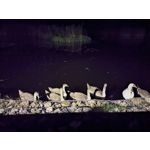 Selbst von Nutzern gemachte Bilder Nokia G50 5G