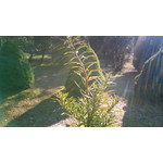 Foto's van de gebruikers Nokia Lumia 1320