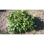 Foto's van de gebruikers Nokia Lumia 1320