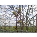 FOTO FATTE CON QUESTO TELEFONO