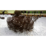 来自这款手机的图片