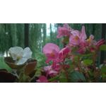 ФОТКИ СНЯТЫЕ ДАННЫМ МОБИЛЬНИКОМ