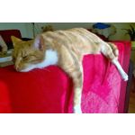 FOTO FATTE CON QUESTO TELEFONO