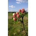 PICTURES FROM THIS PHONE