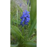 PICTURES FROM THIS PHONE