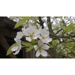 PICTURES FROM THIS PHONE