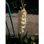 Fotos de usuários Nokia Lumia 900