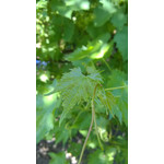 Imágenes de los usuarios Nokia Lumia 925 Imágenes de los usuarios Nokia Lumia 925