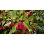 Imágenes de los usuarios Nokia Lumia 925 Imágenes de los usuarios Nokia Lumia 925