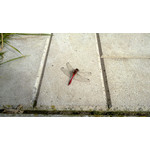 Imágenes de los usuarios Nokia Lumia 925 Imágenes de los usuarios Nokia Lumia 925